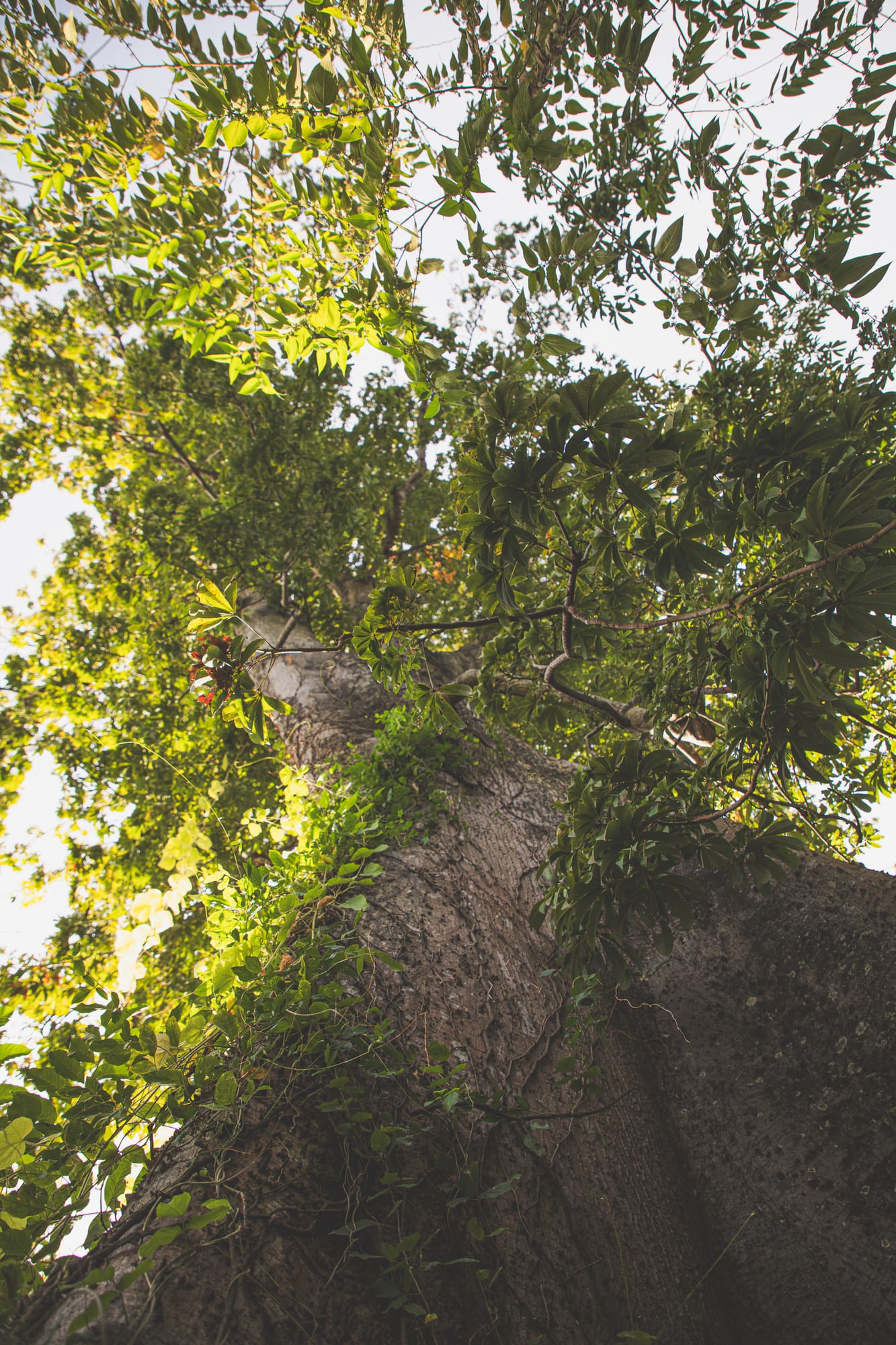 Mother tree 